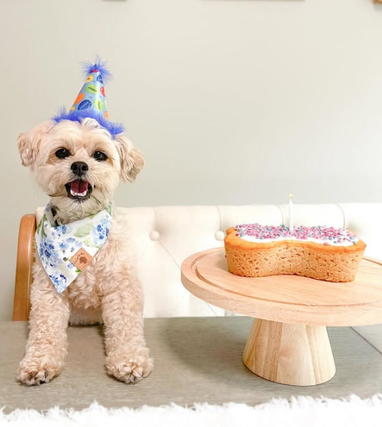 Dog Birthday Cake Kit: Pumpkin (wheat-free)
