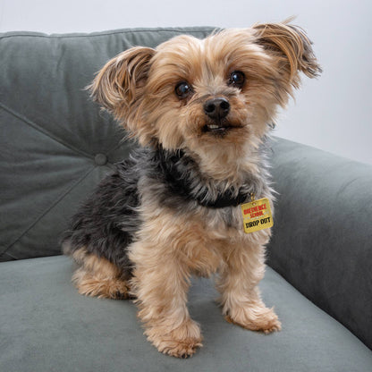 Obedience School Drop Out - Collar Charm