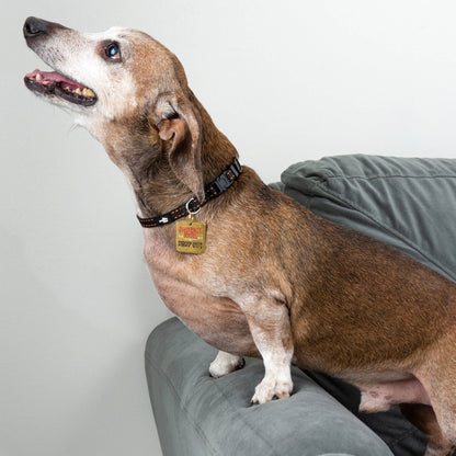 Obedience School Drop Out - Collar Charm