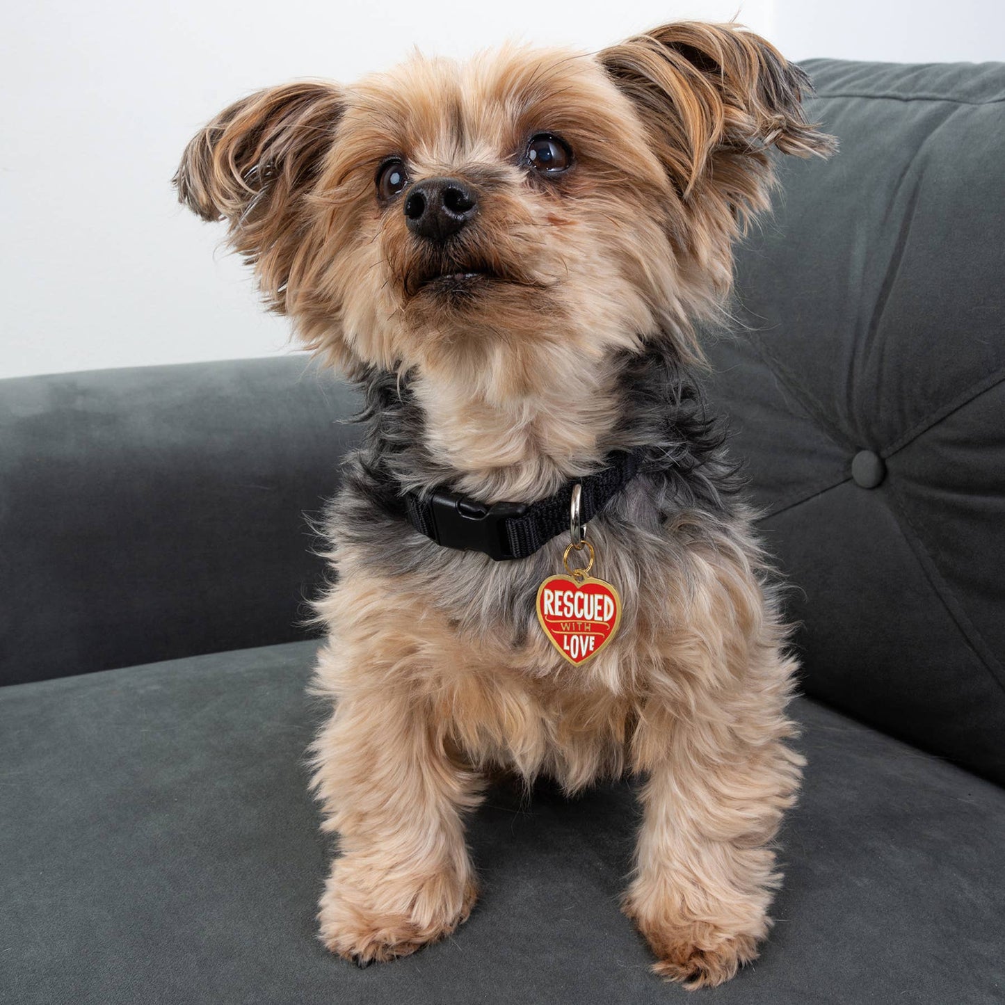 Rescued With Love - Collar Charm