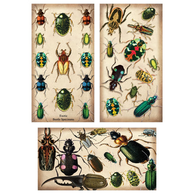 Vintage Beetles - Large Matchbox