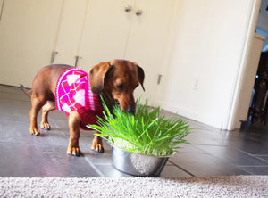 Pet Bowl | Dog Grass