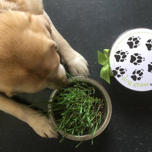 Pet Bowl | Dog Grass